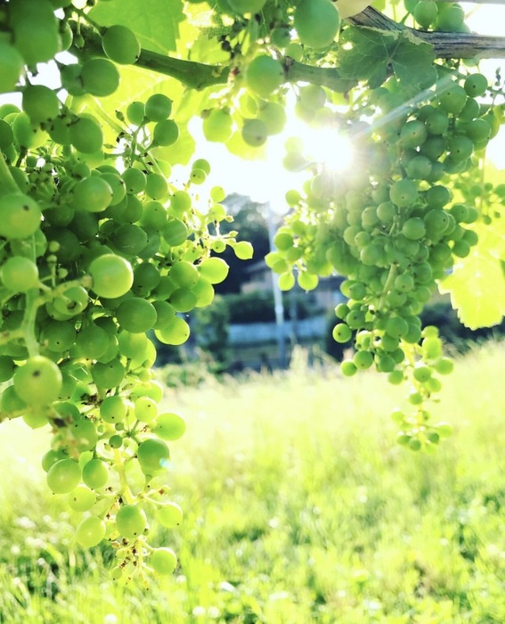 ひたちのくにのマーケット